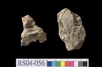 藏品(珊瑚石灰岩)的圖片